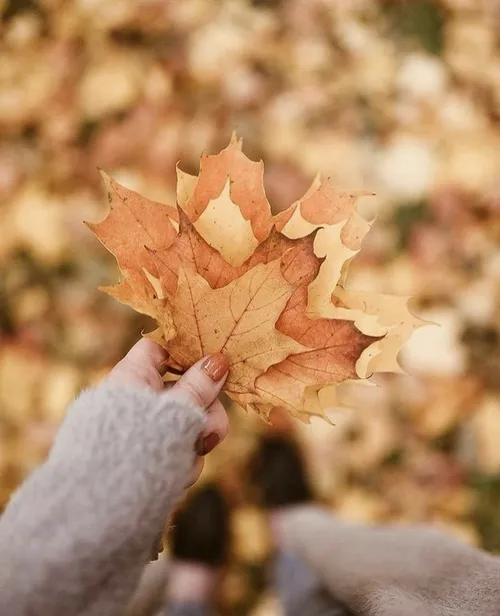 زندگی مثل یه برگه. نصف سال خوشه نصف سال ناخوش