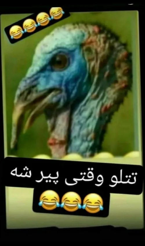 اقای چت