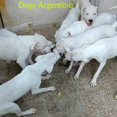 👑Dogo Argentino 👑