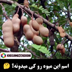 اسم این میوه رو کی میدونه؟ 