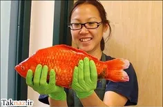 بزرگترین ماهی قرمز جهان با وزن 2 کیلوگرم
