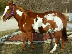 طرح طبیعی رنگ این اسب به گونه‌ای است که به نظر می‌رسد یک 