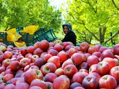 حوّا دوباره دست هوس را دراز کن