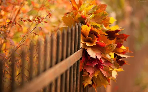 پاییز یعنی صدای زمزمه ی برگ های خشک روی زمین