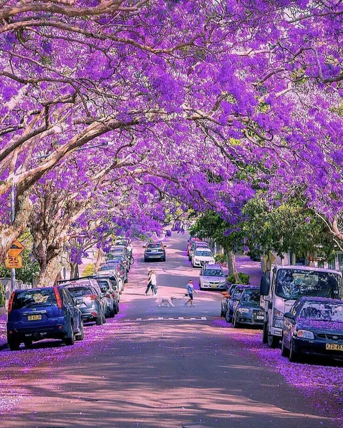 خیابان زیبای مک دوگال در سیدنی استرالیا