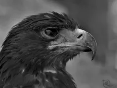 #eagle