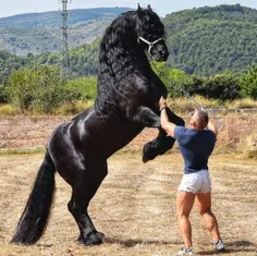 نژاد این اسب چیست و در کدام کشور پرورش داده میشود ؟ 