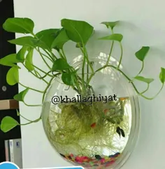گلدانی متفاوت که علاوه بر#گیاهان میتونه برای نگهداری ماهی