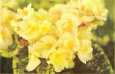 yellow african violet