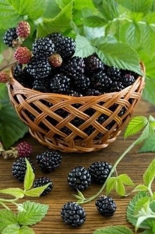 Обои с ежевикой