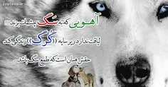 آهویی که به سگ چشمک بزند لیاقت ندارد زیر سایه گرگ زندگی ک