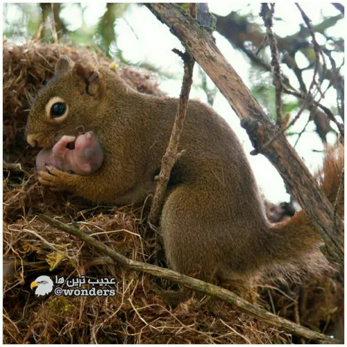 سنجابها با فرزندان سنجابهای دیگر بسیار مهربانانه و ملایم 