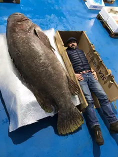 صید بزرگ‌ترین ماهی خاردار جهان با وزن ۱۹۲ کیلوگرم در اقیا