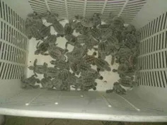 تخم گزاری لاکپشتها در جزیره قشم - شیب دراز