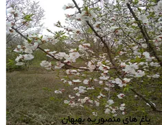 ۹_طبیعت بهبهان