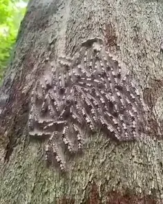 چندین گونه از کرم های ابریشم که به صورت گروهی  در جنگل ها