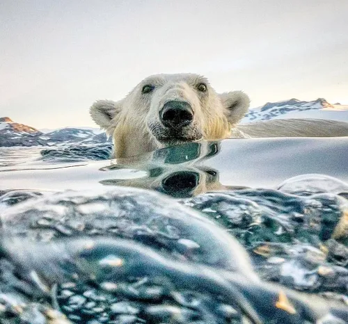خرس های قطبی به دلیل وابستگی شان به دریا در گروه پستاندار