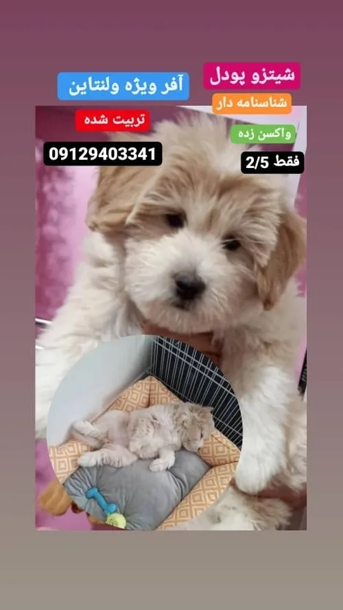 https://www.instagram.com/petshop belfi