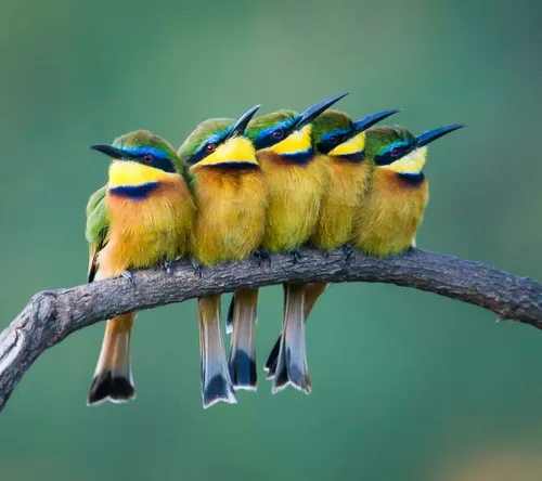 طبیعت حیوانات پرندگان زیبا