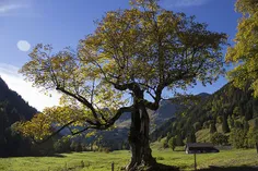 عکس درخت چنار
