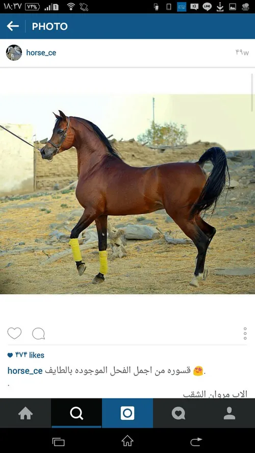 خیل عرب اسب