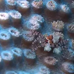 خرچنگ بوکسور Lybia tessellata، یا خرچنگ پوم پوم گونه‌ای ا