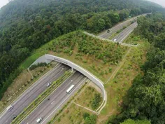 ساخت پل بر روی بزرگراه برای عبور حیوانات در سنگاپور