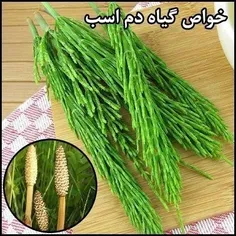 دم اسب از جمله گیاهان دارویی است که از قدیم در اروپا و چی