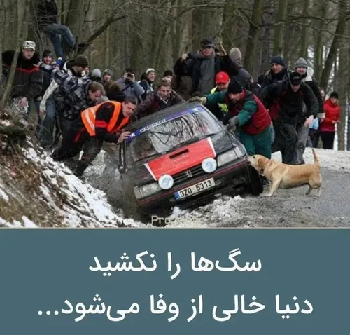 سگها فرشته های ابدی 👌