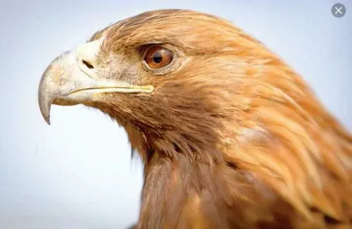 عقاب طلایی زیبا ترین پرنده