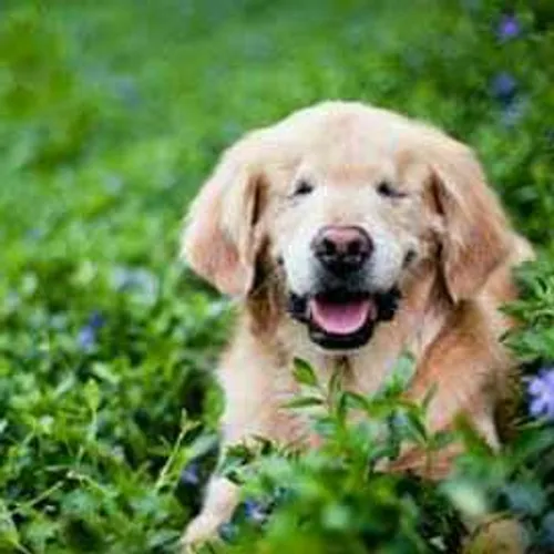 این سگ که نامش خنده رو (smily) است,در زمان تولد از یک بیم