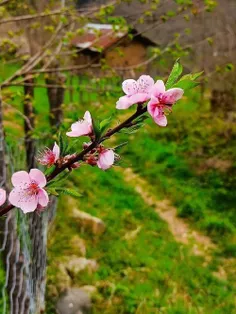 السَّلَامُ عَلَی رَبِیعِ الْأَنَامِ وَ نَضْرَةِ الْأَیَّا