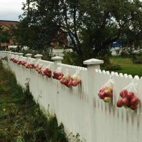در نروژ در بعضی از خانه هایی که درخت سیب دارند رسم است که