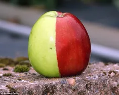 دو نوع سیب در یک