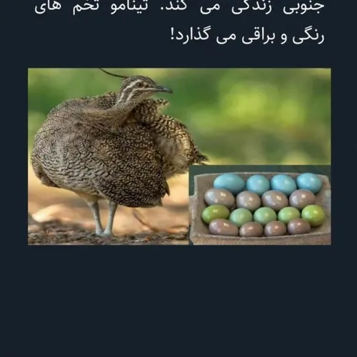 میم