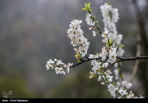 شکفتن شکوفه های بهاری در گیلان