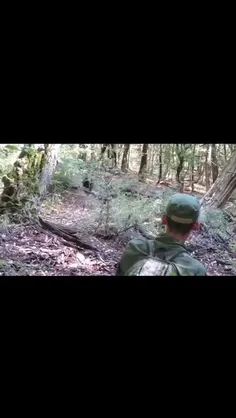 ویدیویی از روبه‌رویی یک محیط‌بان با خرس قهوه‌ای در جنگل‌ه