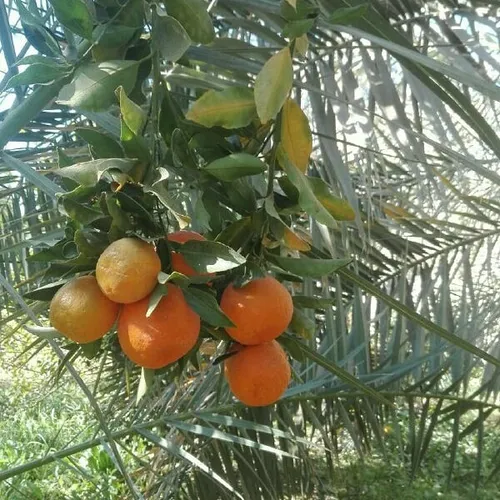 خونه باغ زیبا