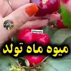 میوه ماه تولدت 