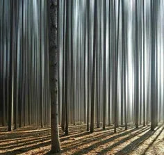 نظم جالب و فوق العاده درختان جنگل این منظره زیبا را شکل د