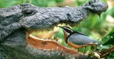 شاید فکر کنید که این تمساح میخواد این پرنده بدبخت رو بخور