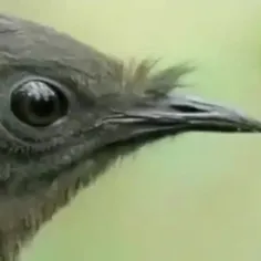 پرنده ای شگفت انگیز در استرالیا که تقلید صدای عجیبی دارد 