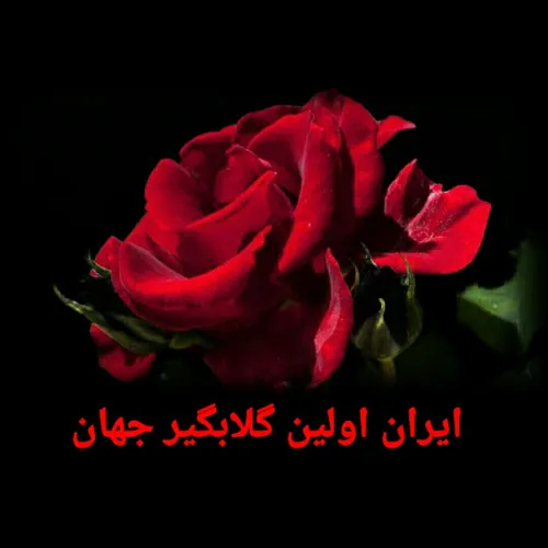 گلاب صادراتی جواد