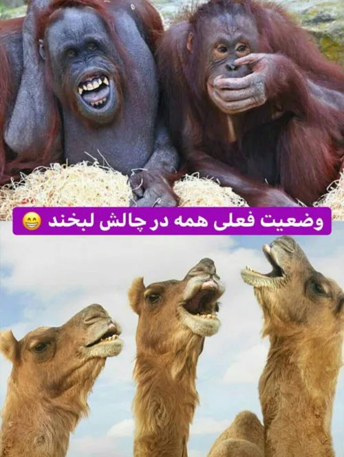 بعضی از ملت رد دادن چالش ایجاد میکنن به پا نمیری 😂