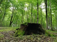 طبیعت زیبای جنگل رویان در شمال کشور