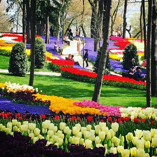 Tulip season in Istanbul is an unending party of colors. 