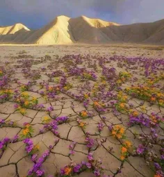 سرسبز شد کویر دلم با نگاه تو