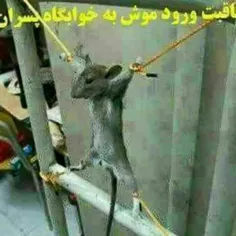 عاقبت ورود موش به خوابگاه پسران😂  😂  😂  😂