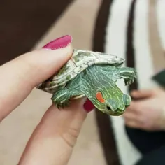 new_friend🐢 🐢 🐢 🐢 y