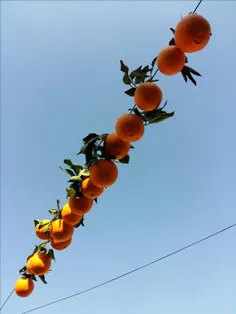درختِ پرتقال حیاطِ ما😄